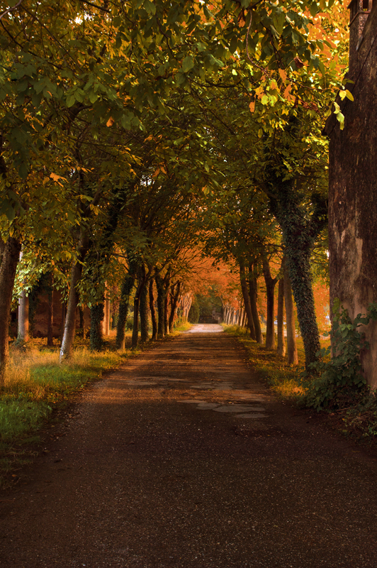 The path of autumn