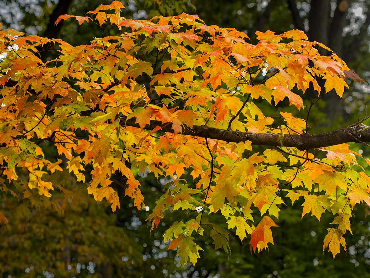 maple turning