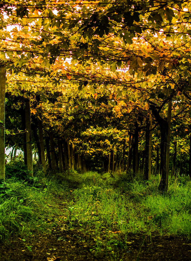 tunnel of leaves