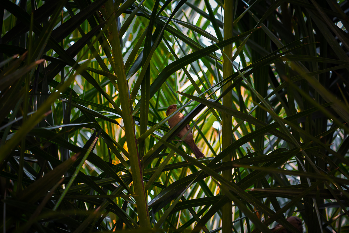 hidden