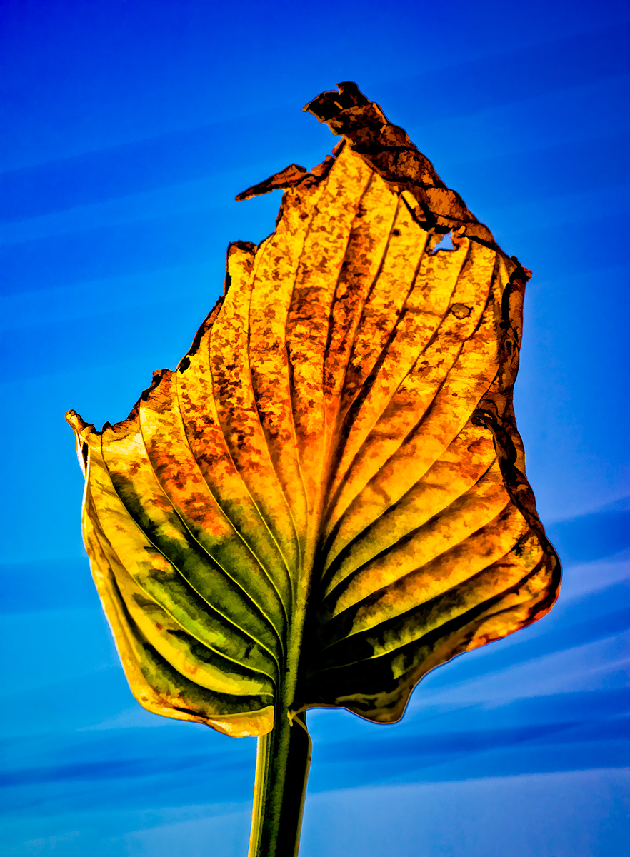 Monument to the Unknown Leaf — Quincy, MA