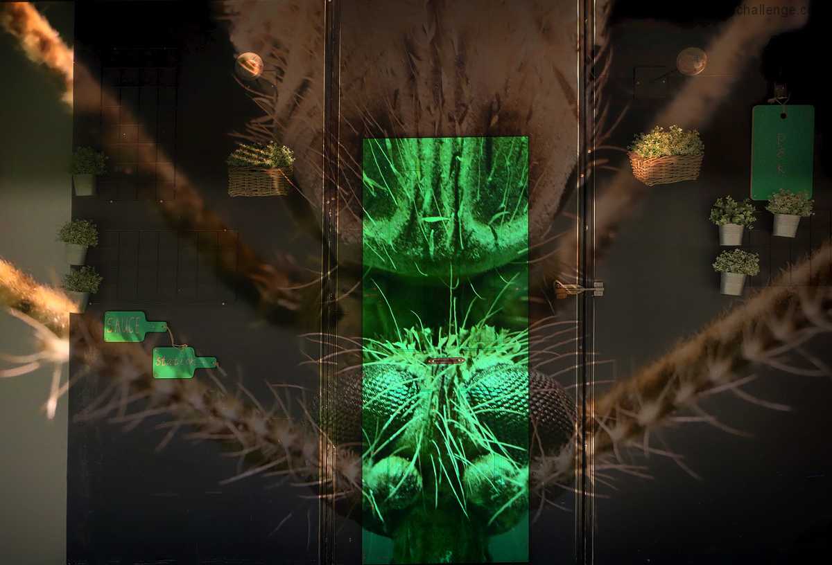 Dangerous pet captured