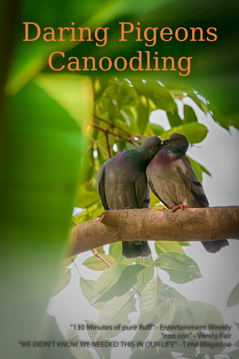 Daring Pigeons Canoodling