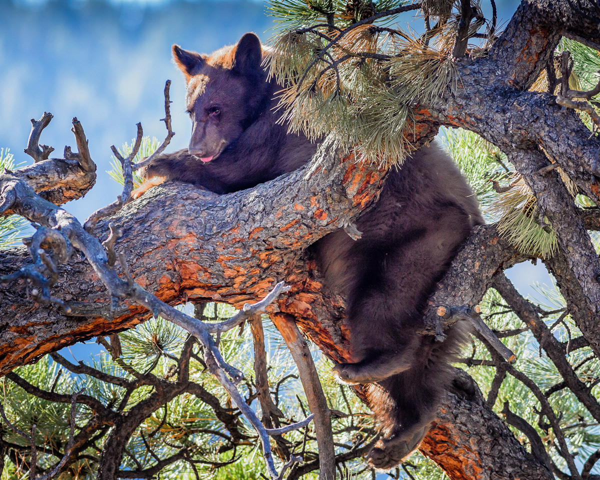 Cub in Safe Tree