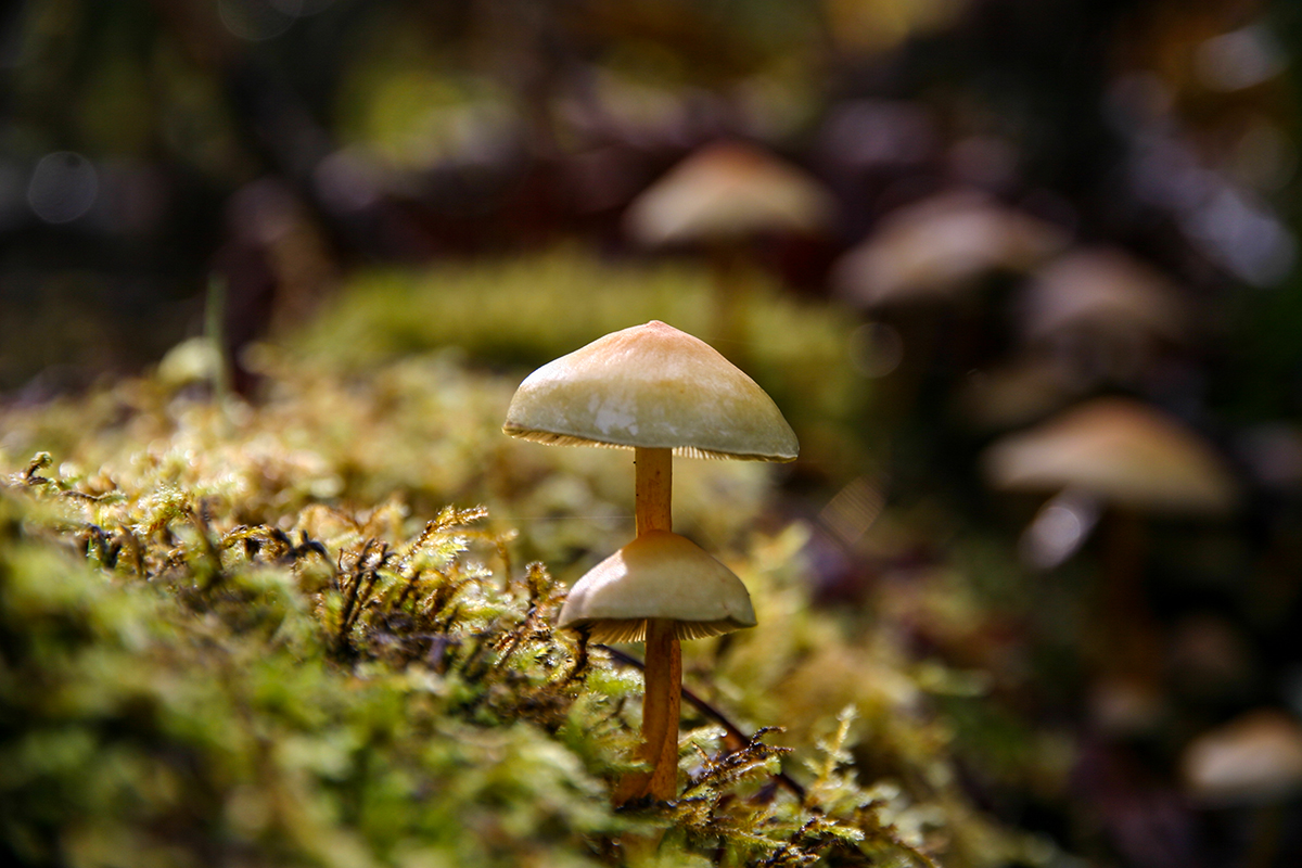 mushroom canopy