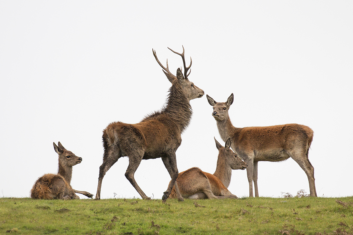 Red Deer on Exmoor