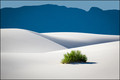 A Bush In White Sands