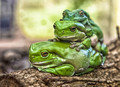 Green Three Frogs