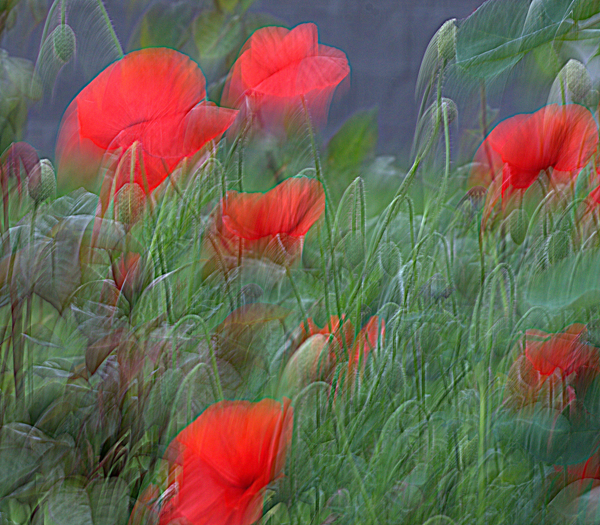 Poppies for Remembrance
