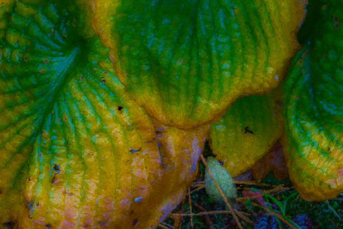 Hosta in Autumn