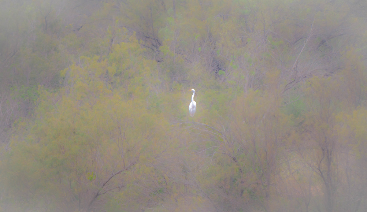 The Egret