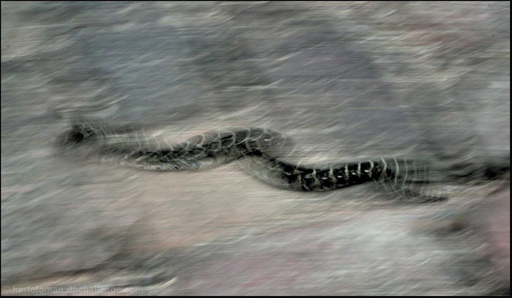 We slither through any campaign promise