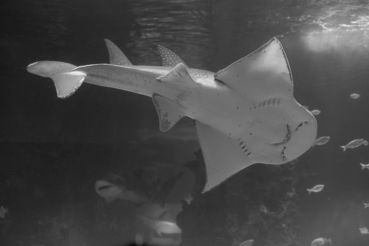 Shark Ray