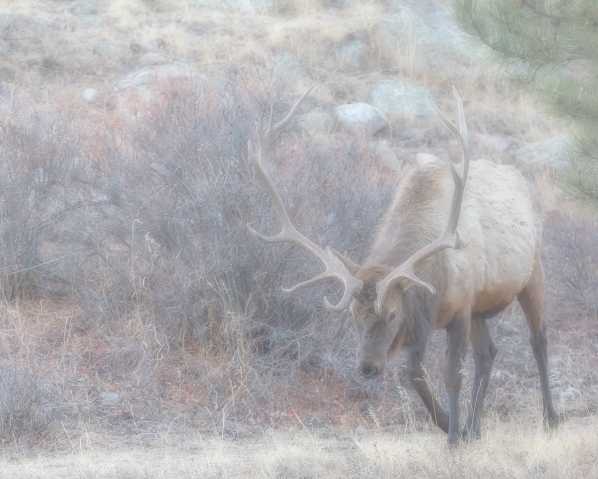 Grazing in the Fog