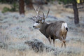 Mule Deer Buck in Rutting Season