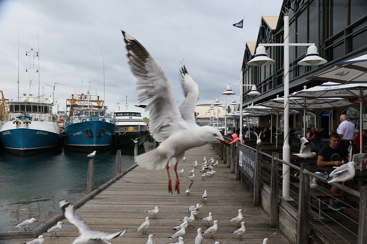 Feeding the bird