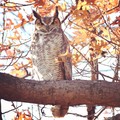 Great Horned Owl