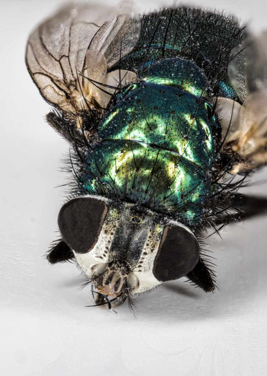 house fly