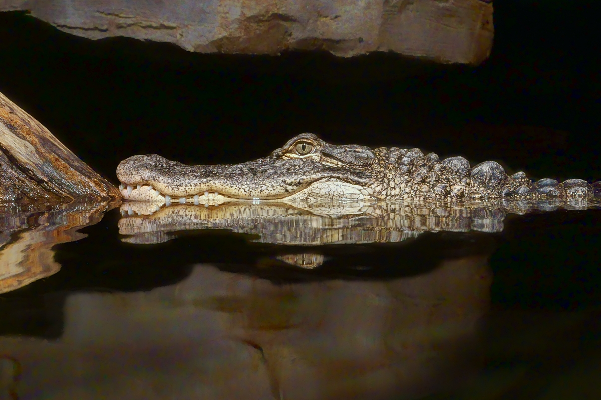 Johnson's (Johnston's) Crocodile