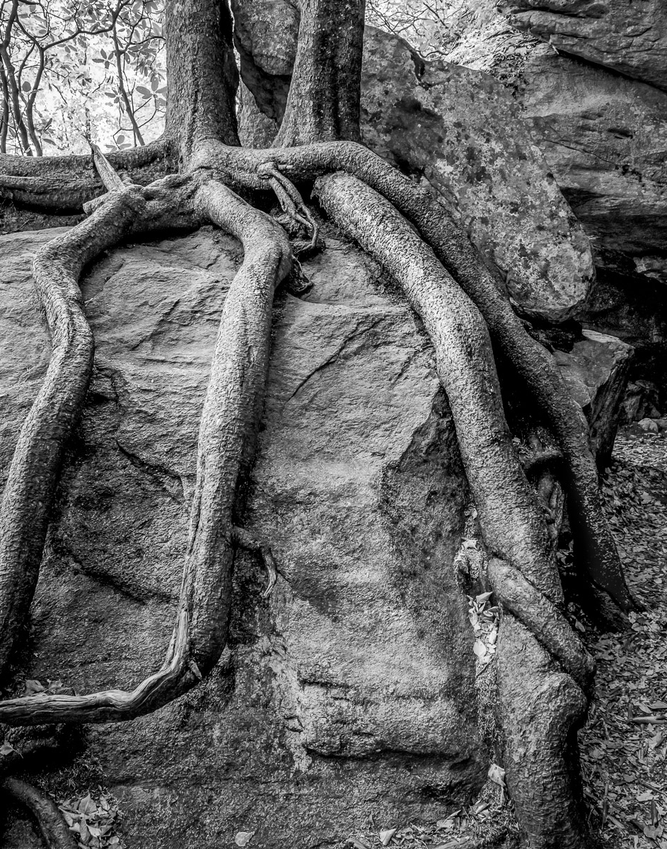 Roots Embrace