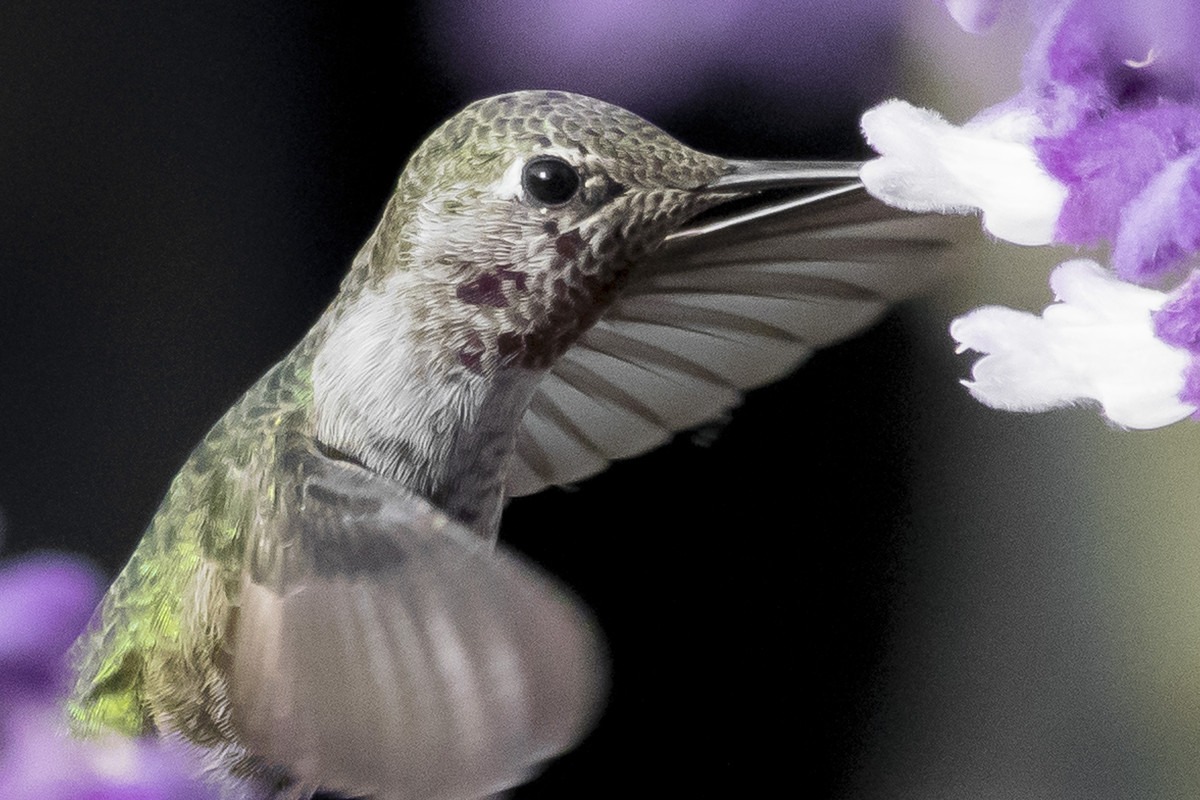 Feeding Hummingbird