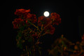 Kiss from a Rose