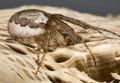 Spyder crawling into cave