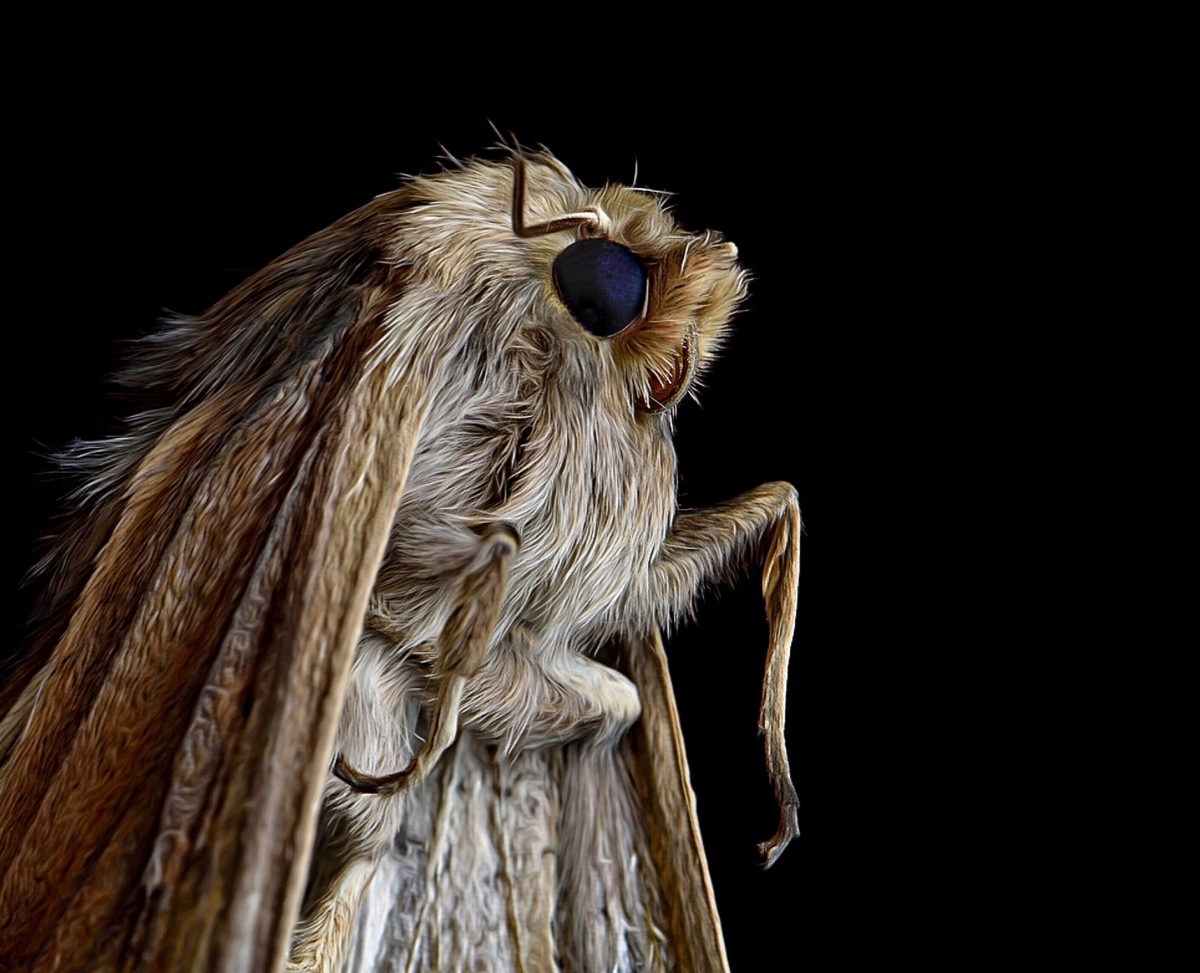 furry (Orthosia revicta)