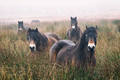 Exmoor Ponies