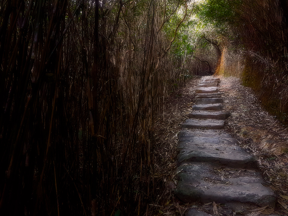 the bamboo trail