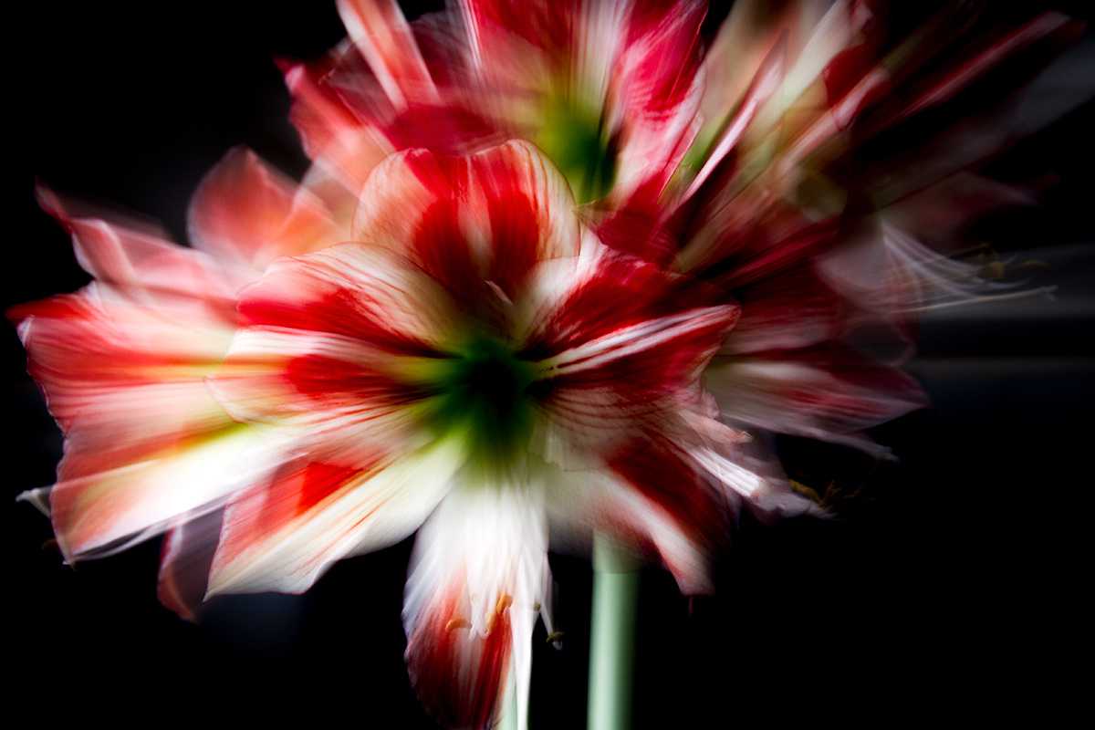 Wild flower