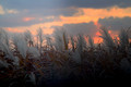 Dancing Weeds in the Wind