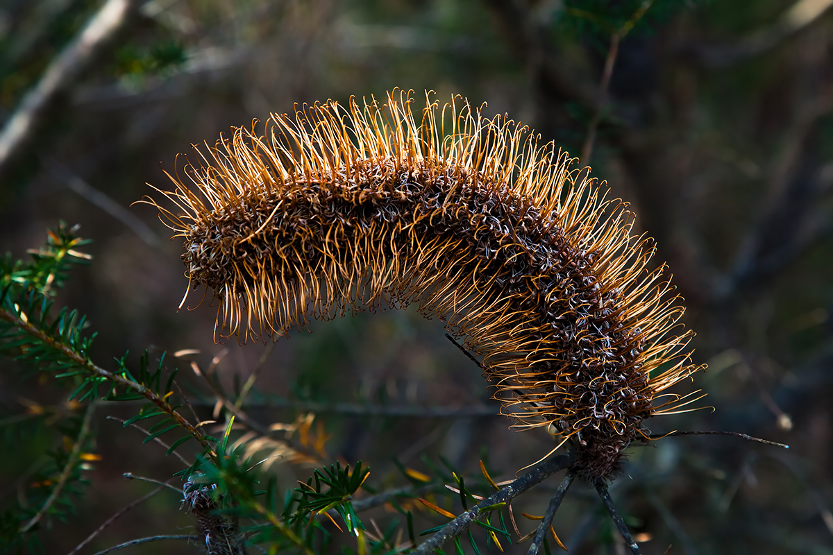 beware the hairy caterpillar