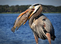 Seeing Eye to Eye