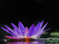 Water LIly