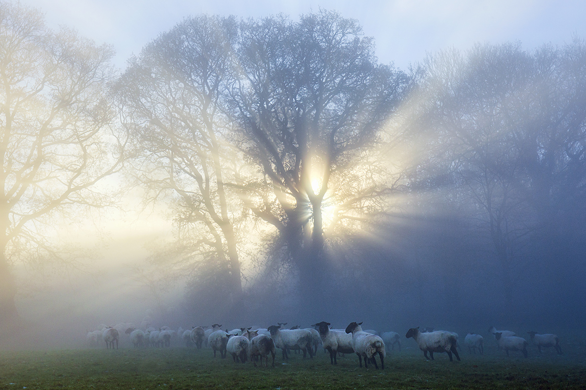 Good morning sheep