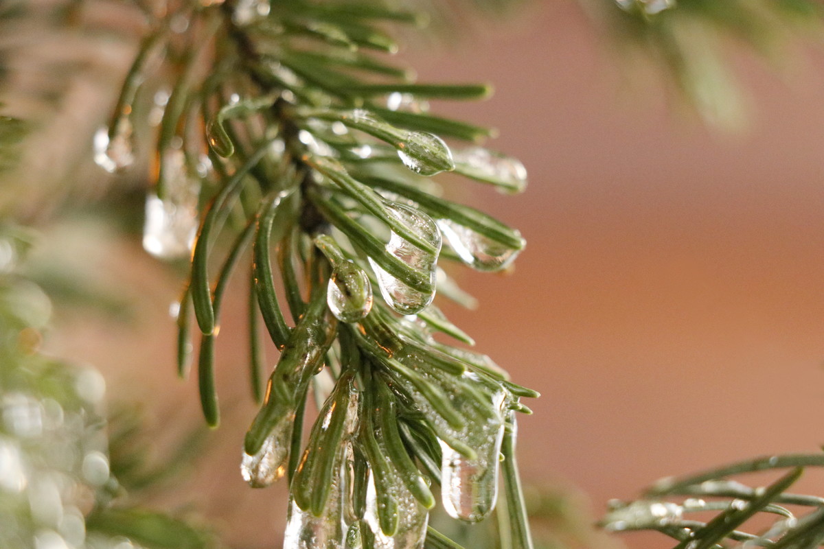 Nature's Ornament