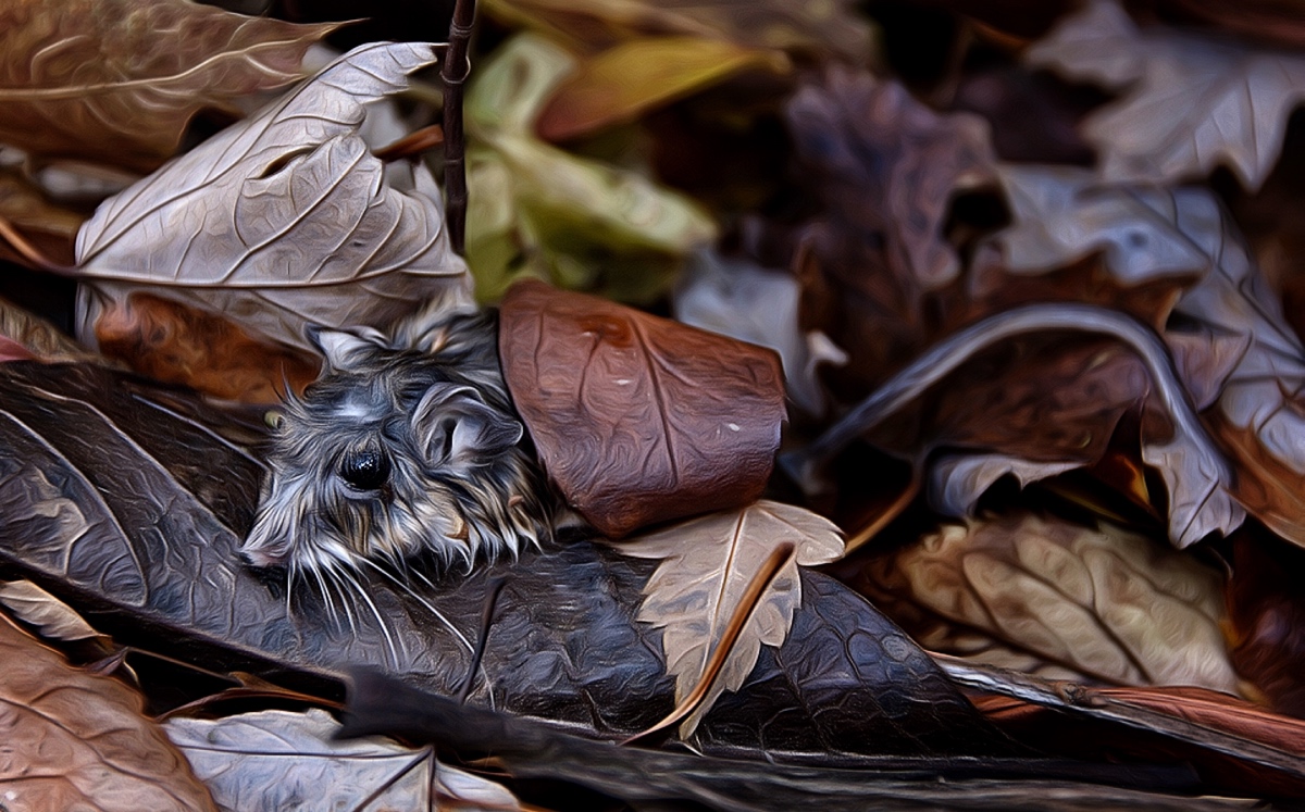 Twas raining on Christmas, and outside the house, not a critter was stirring, but a wet little mouse