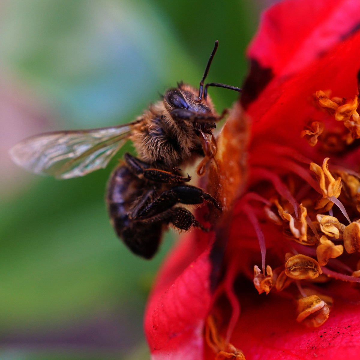 Nature's Wallflower