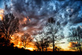 Leafless