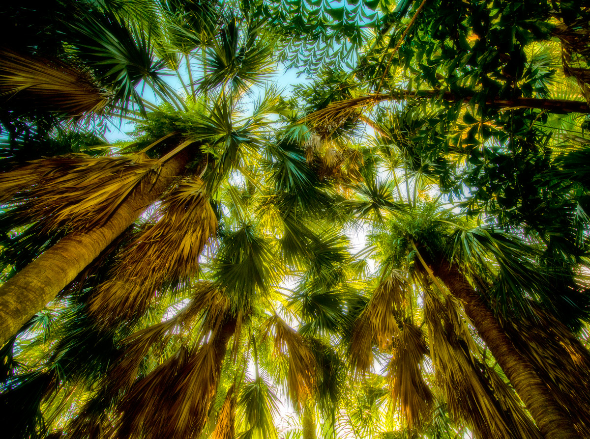 Under the palmtrees