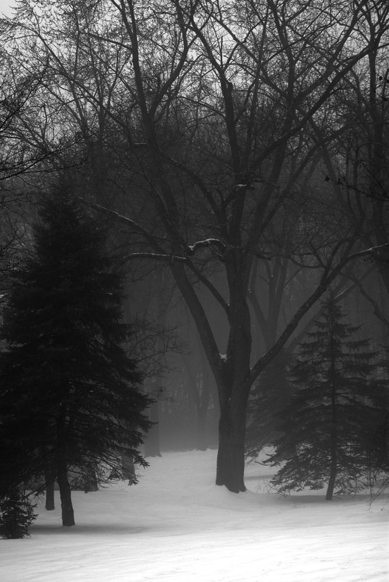 Trees, Snow & Fog