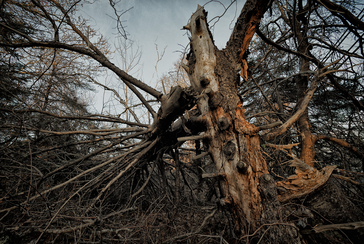 Winter Deadfall