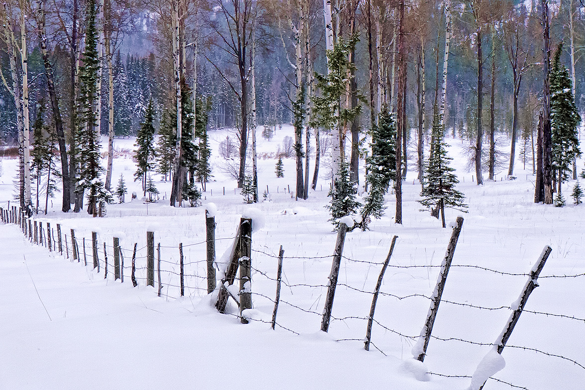 Winter trees