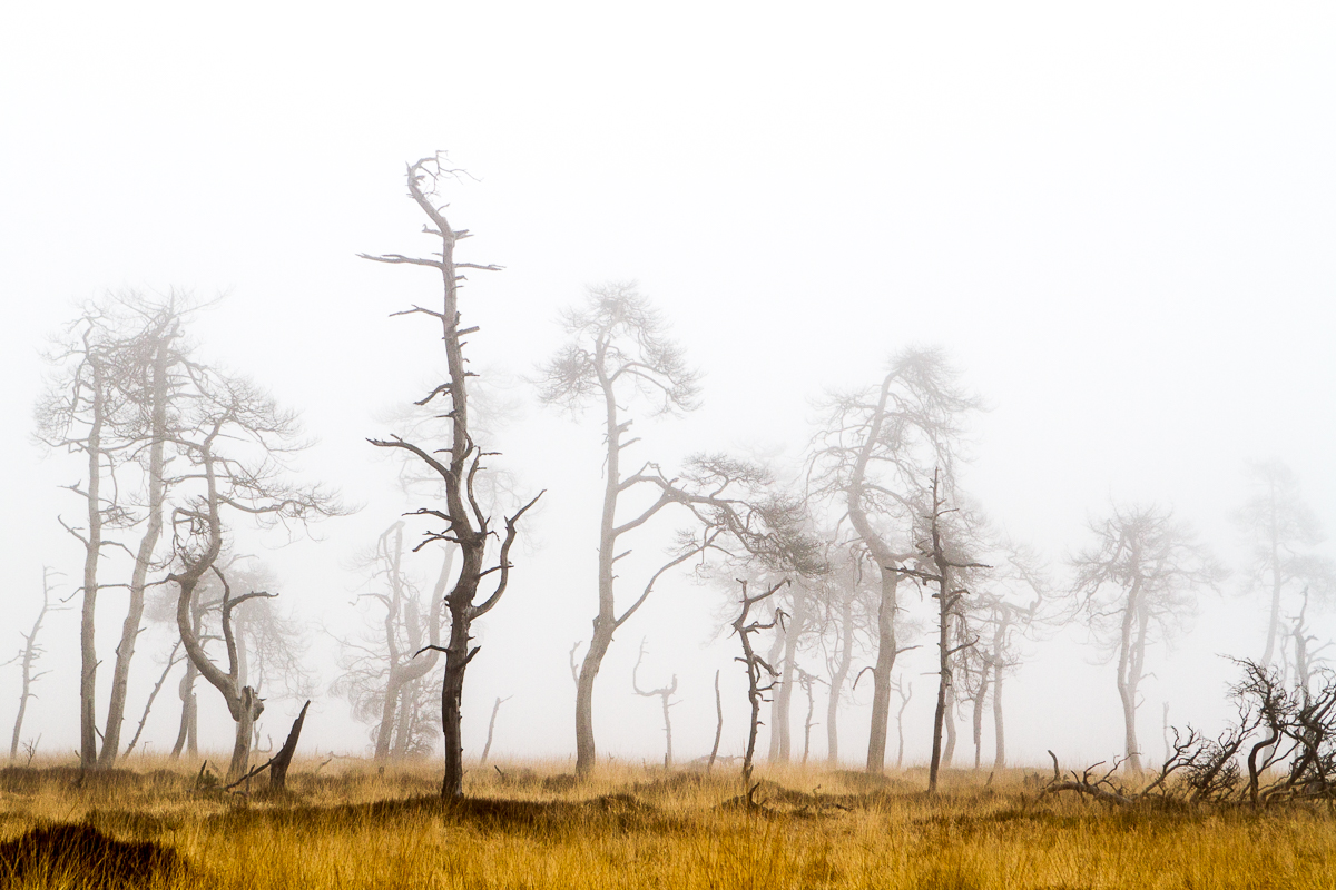foggy trees