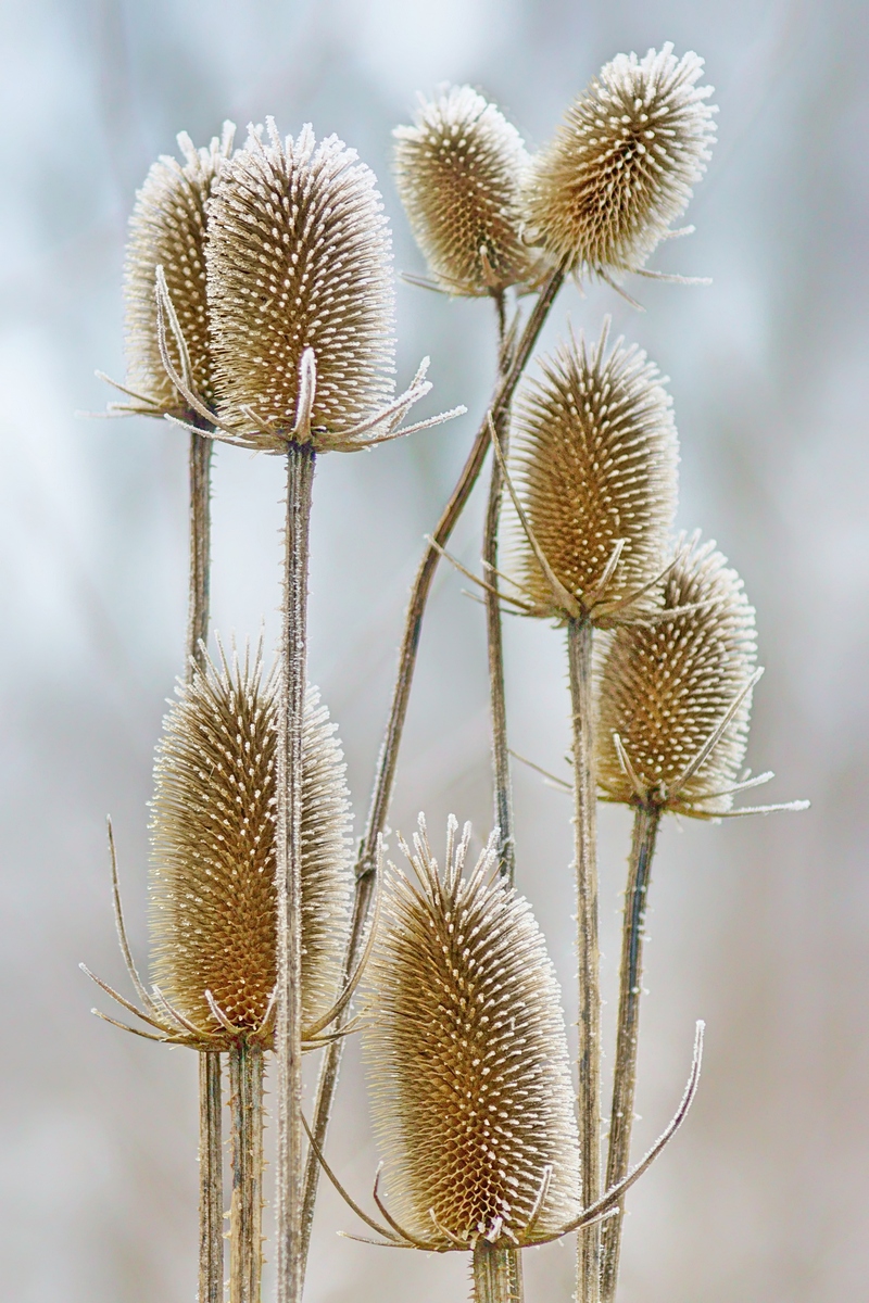 And Hoar Frost on Thistles