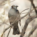 New Year's Visitor