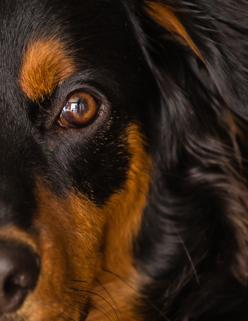 Dog eye contact with photographer