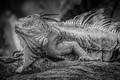 Mr Scaley