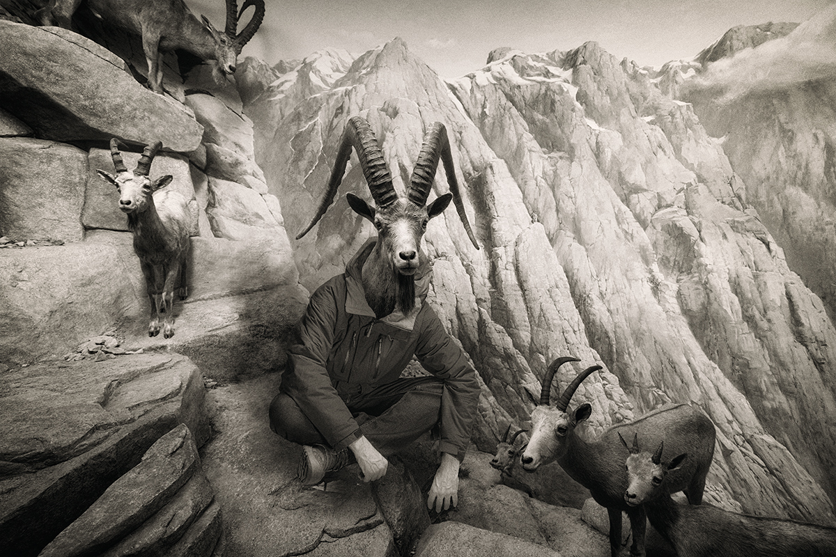 An old mountain goat
